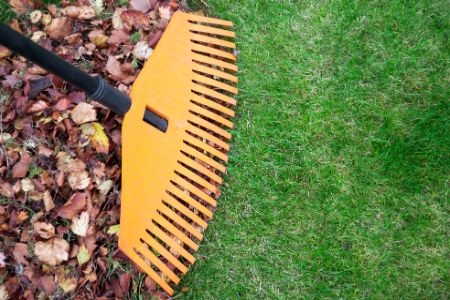 Leaf Removal